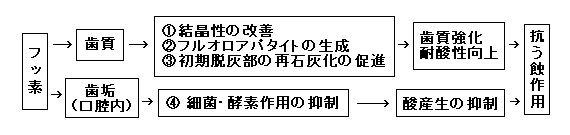 齲蝕(むし歯)のメカニズム:フッ素→歯質→@結晶性の改善Aフルオロアパタイトの生成B初期脱灰部の再石灰化の促進→歯質強化・耐酸性の向上⇒抗う蝕作用/フッ素→歯垢(口腔内)→C最近・酵素作用の抑制→酸産生の抑制⇒抗齲蝕作用