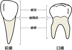 歯の基礎知識