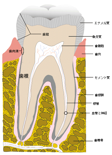 歯