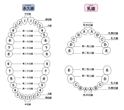 歯の構造 歯の基礎知識