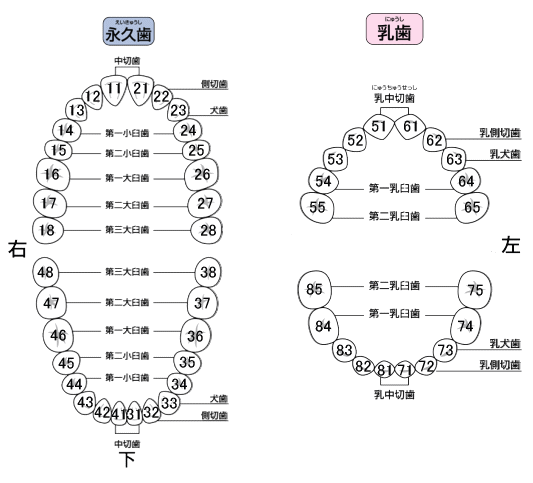 歯の構造 歯の基礎知識