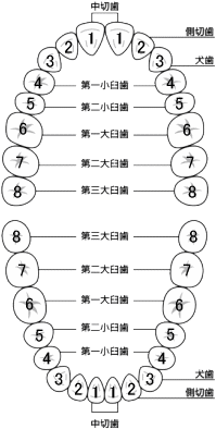 永久歯　歯列チャート