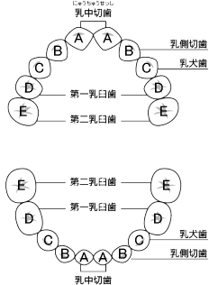 乳歯　歯列チャート