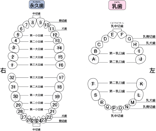 歯の種類 名称 番号 歯式